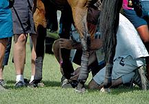 injured-horse-legs.jpg