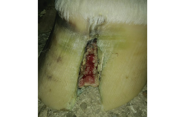 Hoof starting to harden up inside