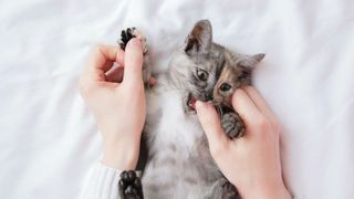 Kitten playfully bites owner's hand