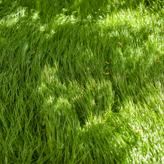 Long grass growing in an untended lawn