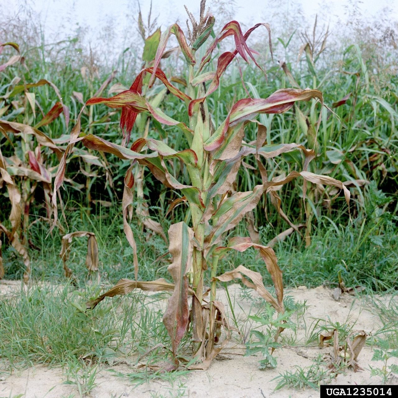 Sweet Corn Plants