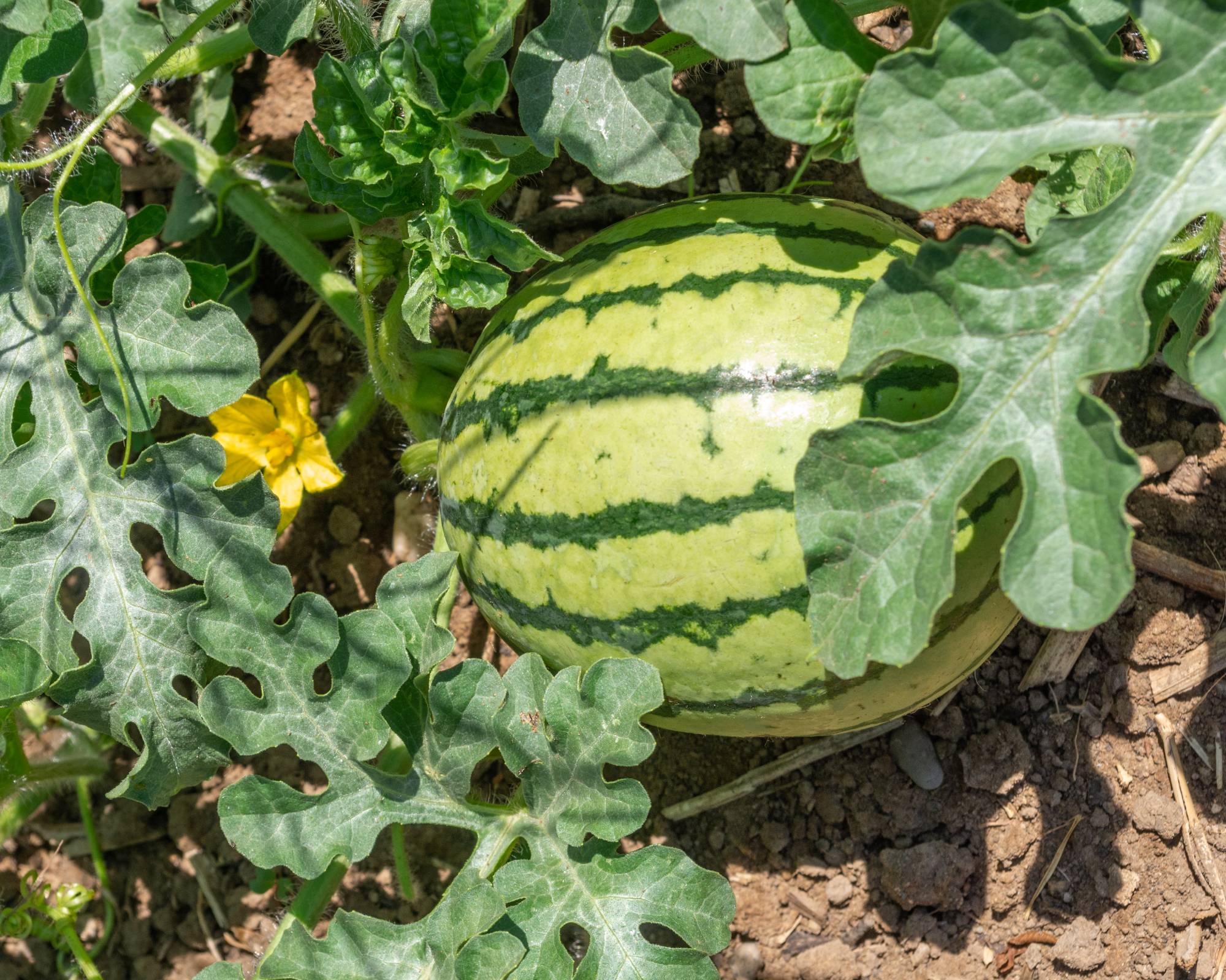 Watermelon growing in sunny location