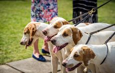 Ardingly-Foxhounds-2016-185.jpg