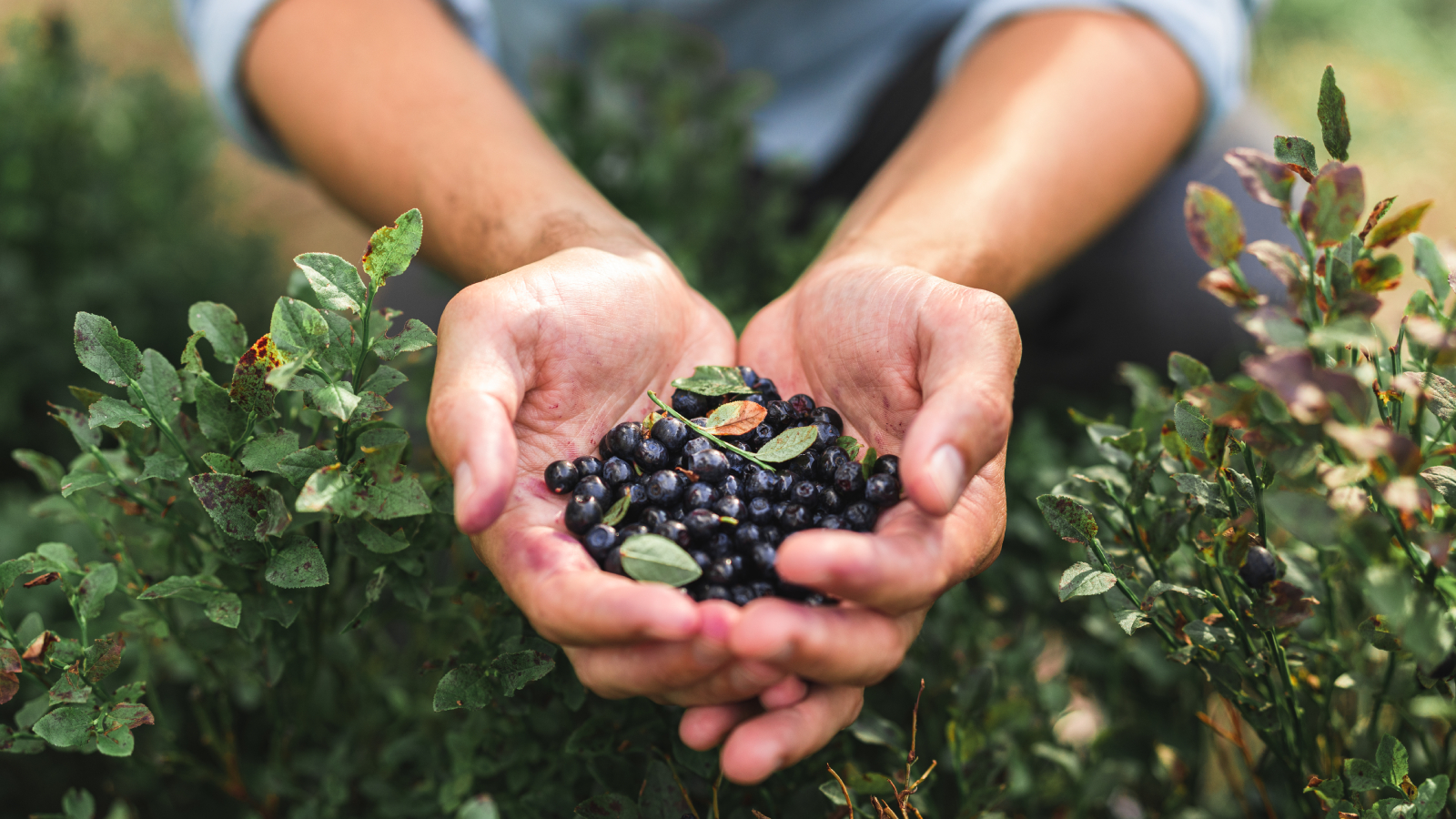 Gardener collects blueberries from food forest
