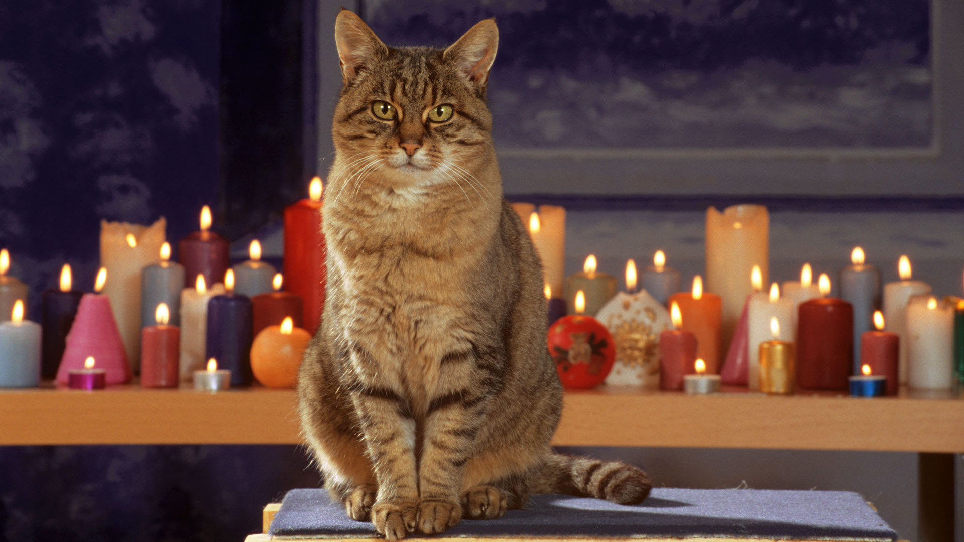 Cat in front of shelf of candles