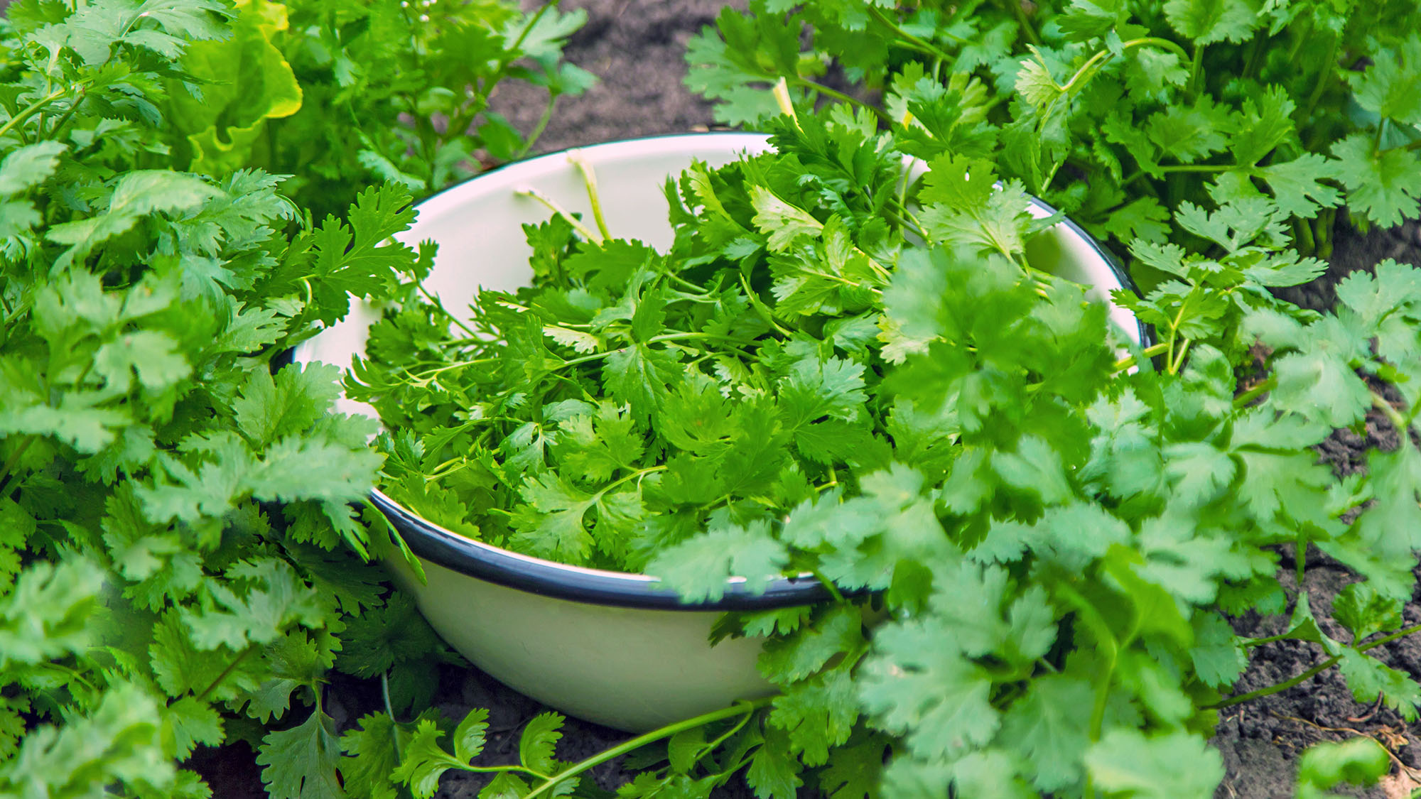 Freshly harvested cilantro in a bowl in the garden, set on soil among plants, demonstrating it is home-grown.