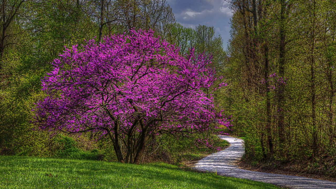 A pink redbud tree growing next to a gravel road and other trees