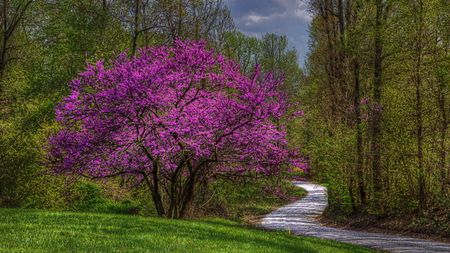 A pink redbud tree growing next to a gravel road and other trees