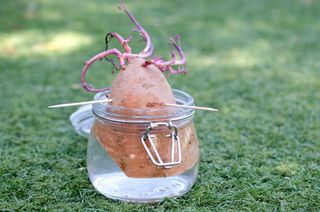 Sweet potato growing in jar of water
