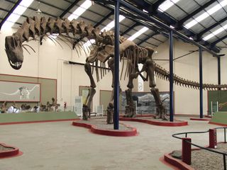 Argentinosaurus Dinosaur Skeleton