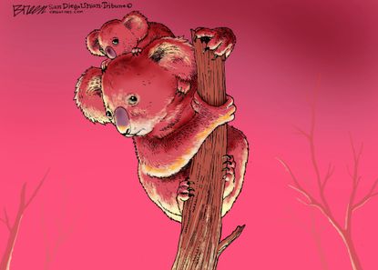 Editorial Cartoon World Australia wildfires koalas