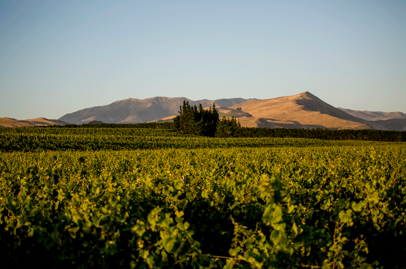 Waipara Hills vineyards in Waipara Valley