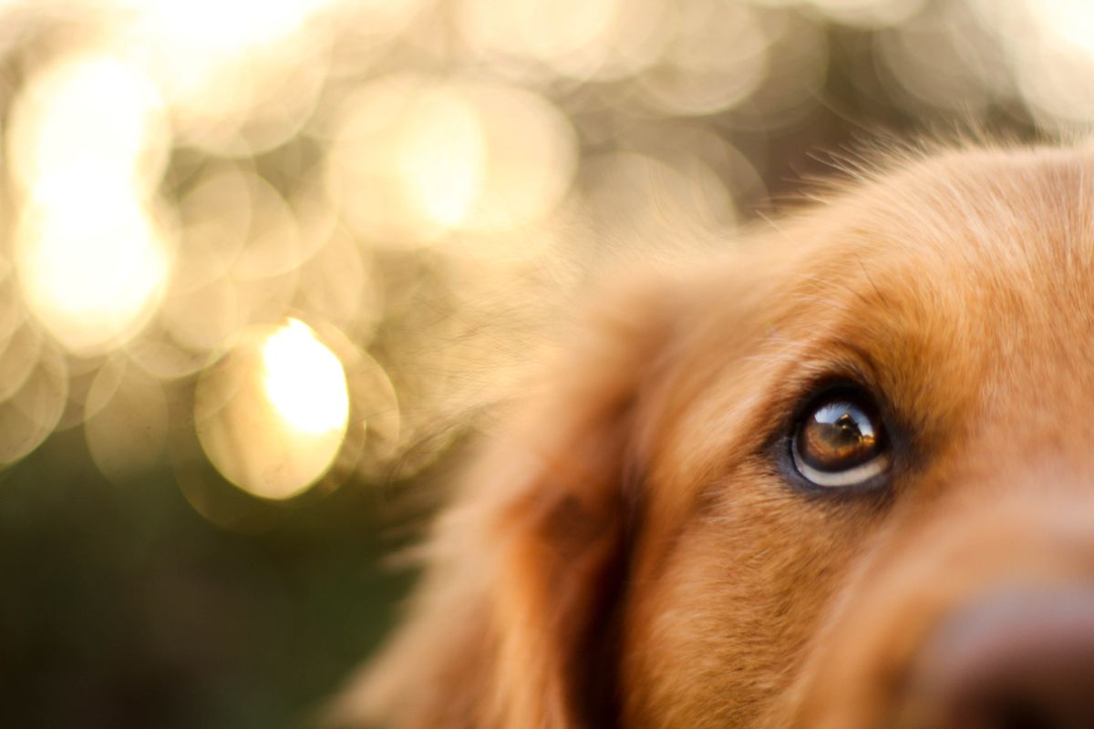 Close up of dog&#039;s eye