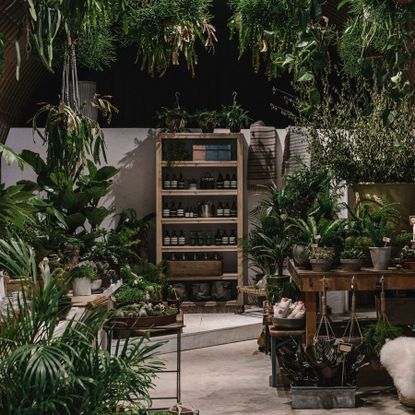 Forest London brings rare and exotic plants to the city | Wallpaper