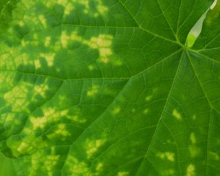 Cucumber mosaic virus on leaves