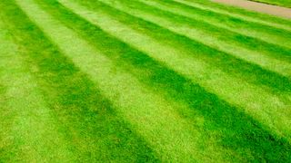 Striped lawn
