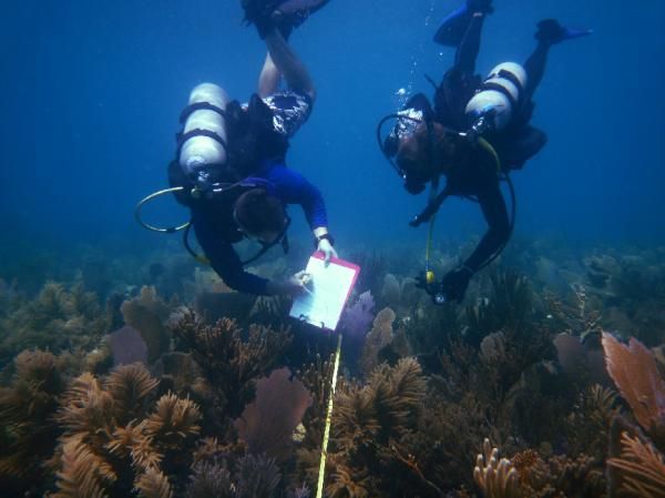 reef in the florida keys 2005 