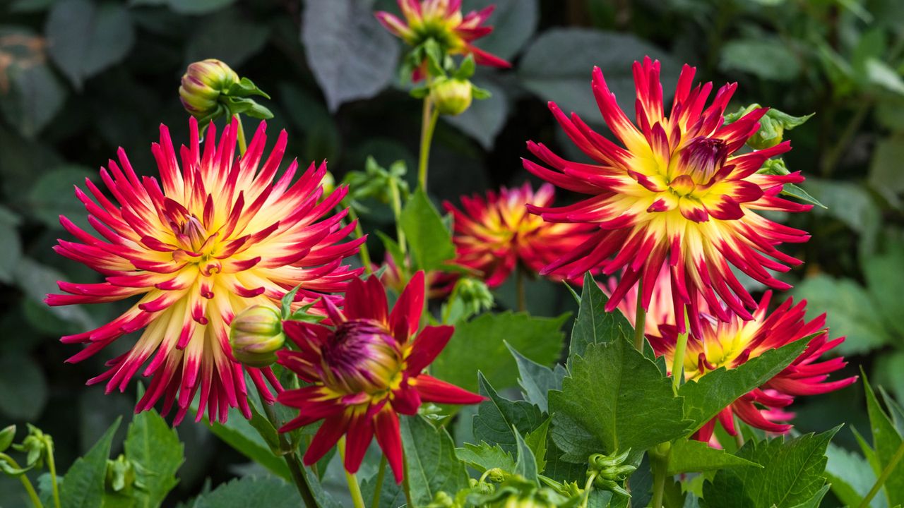 Weston Spanish Dancer flowering in summer display 