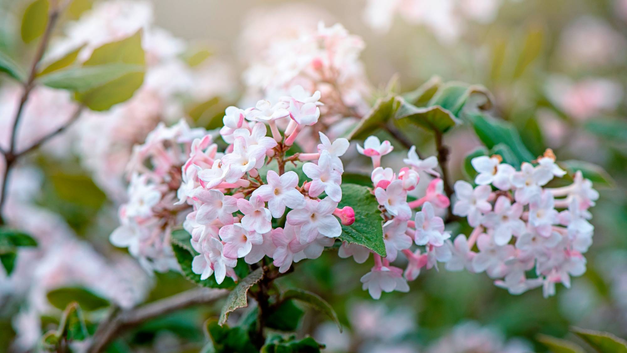 close up of pink flowering shrub