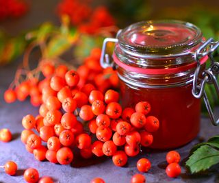 Rowan berry jelly