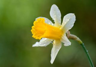 Wild Daffodil Narcissus pseudonarcissus syn lobularis UK