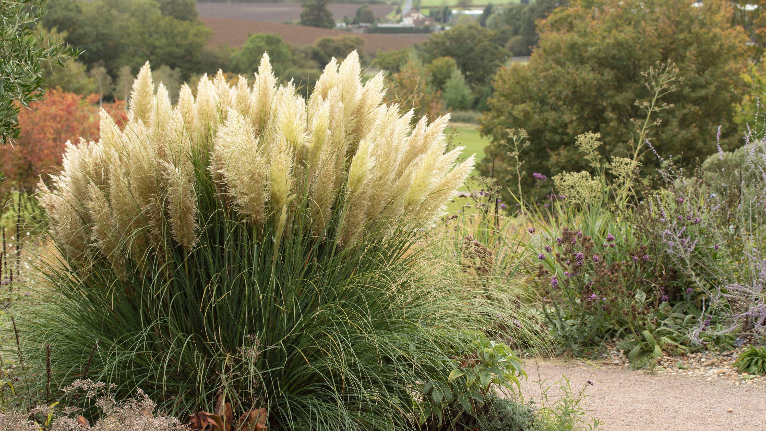 how to grow pampas grass: follow our tips on when and where to