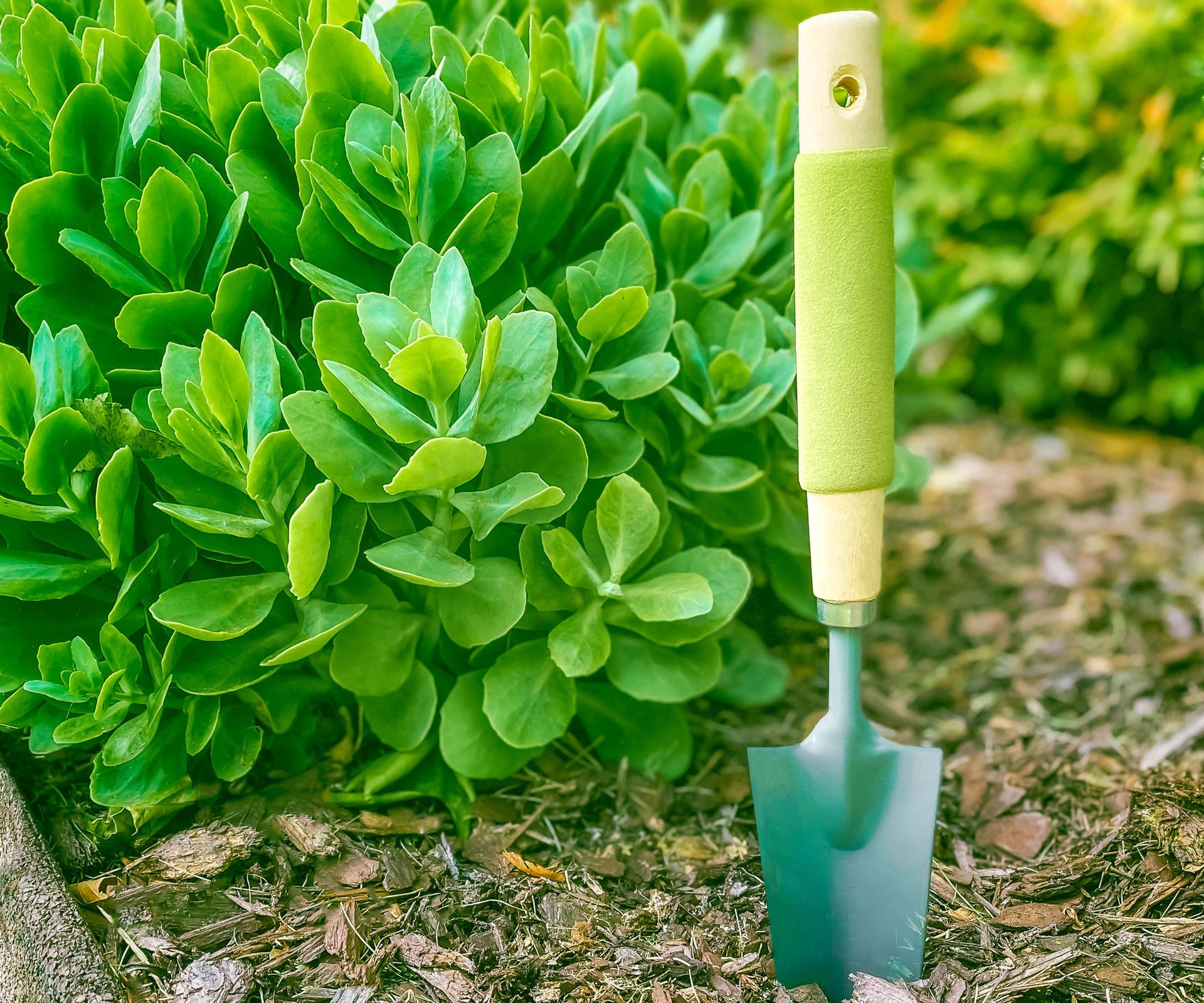 green trowel stuck in patch of soil in raised bed with light layer of mulch