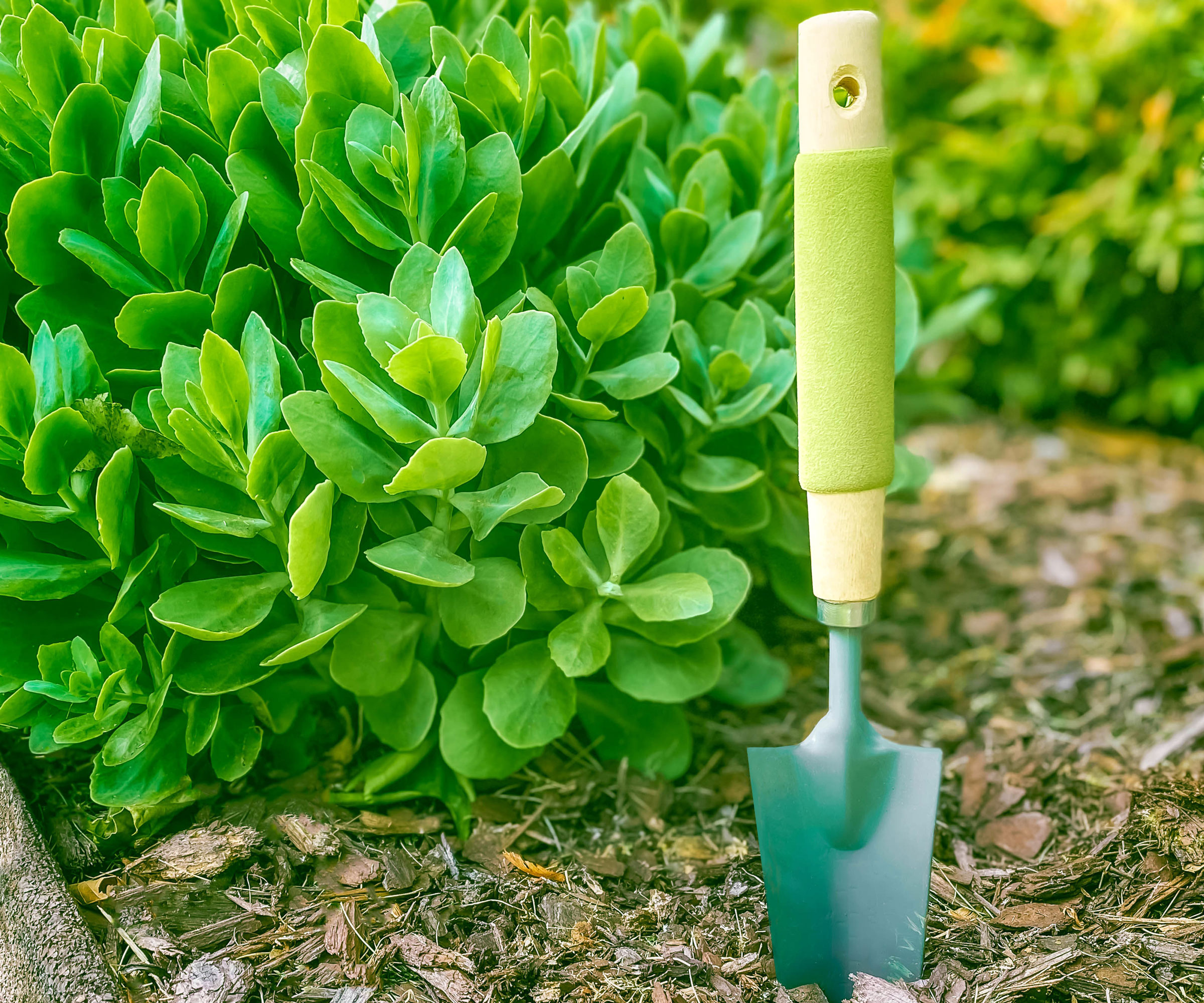 green trowel stuck in patch of soil in raised bed with light layer of mulch