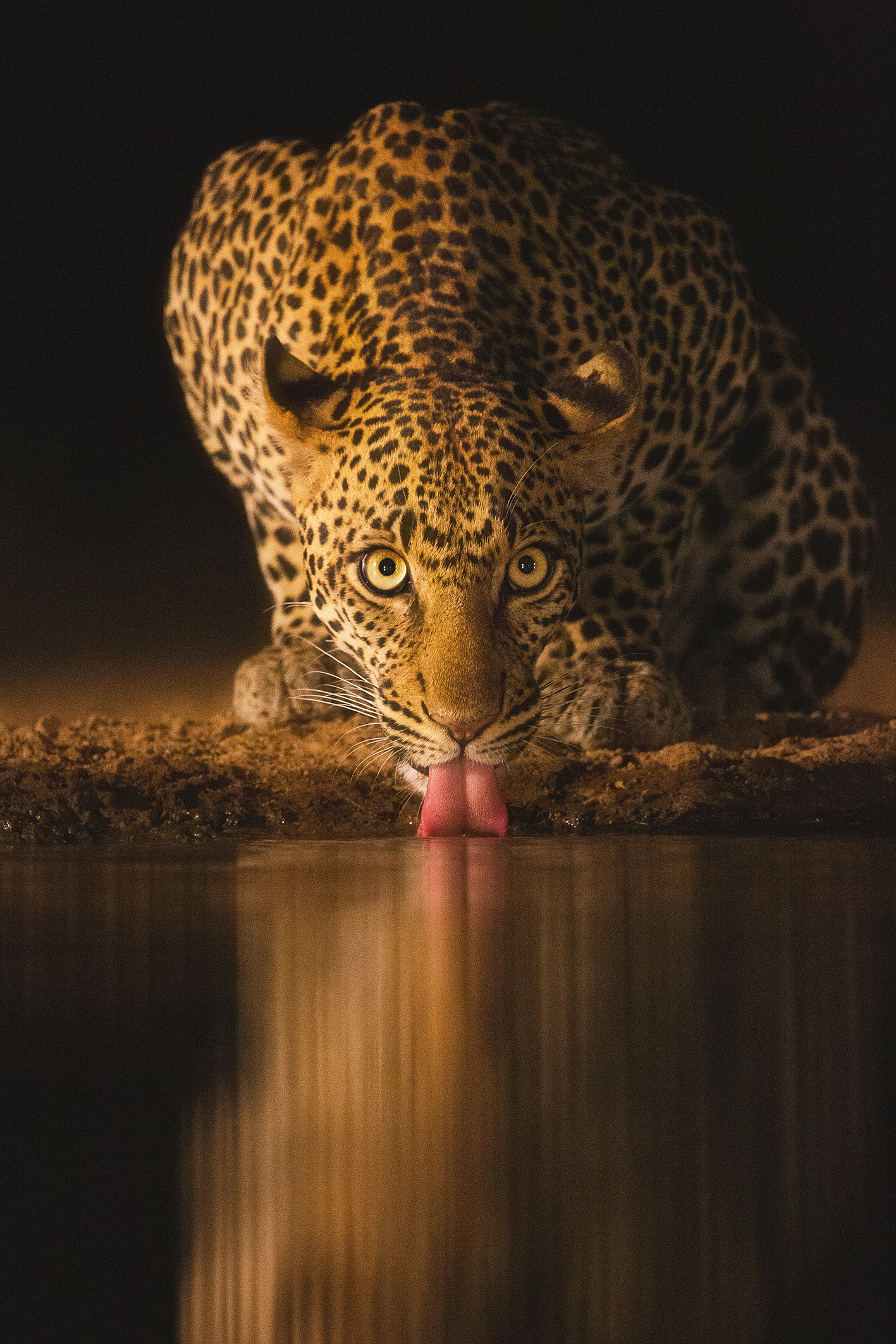 A close-up of a leopard drinking water at night, its intense gaze reflected in the dark water, showcasing vivid spots and pink tongue