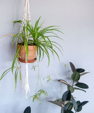 DIY macrame plant hanger with potted plants.