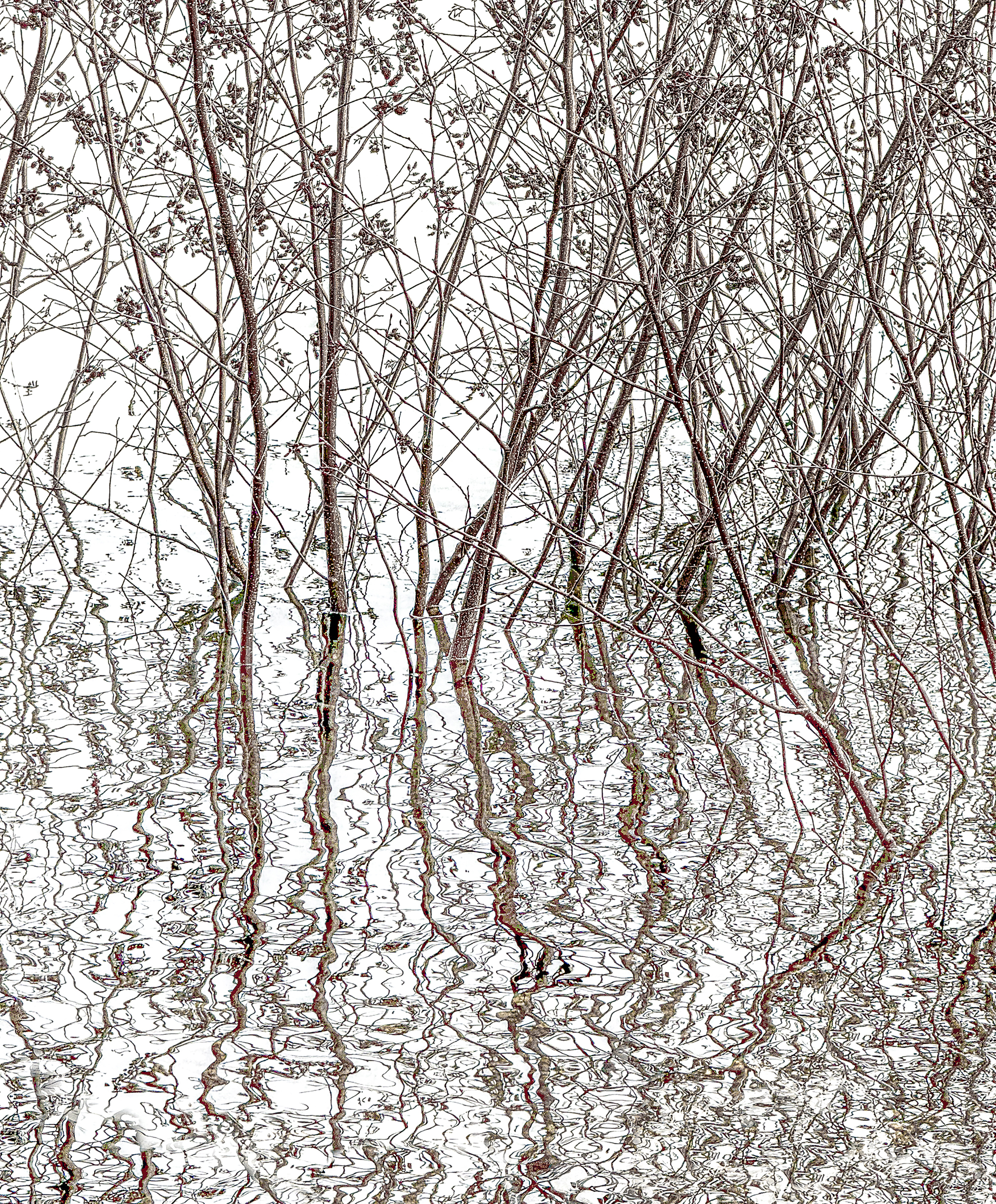 A group of trees on a white background reflected in a lake