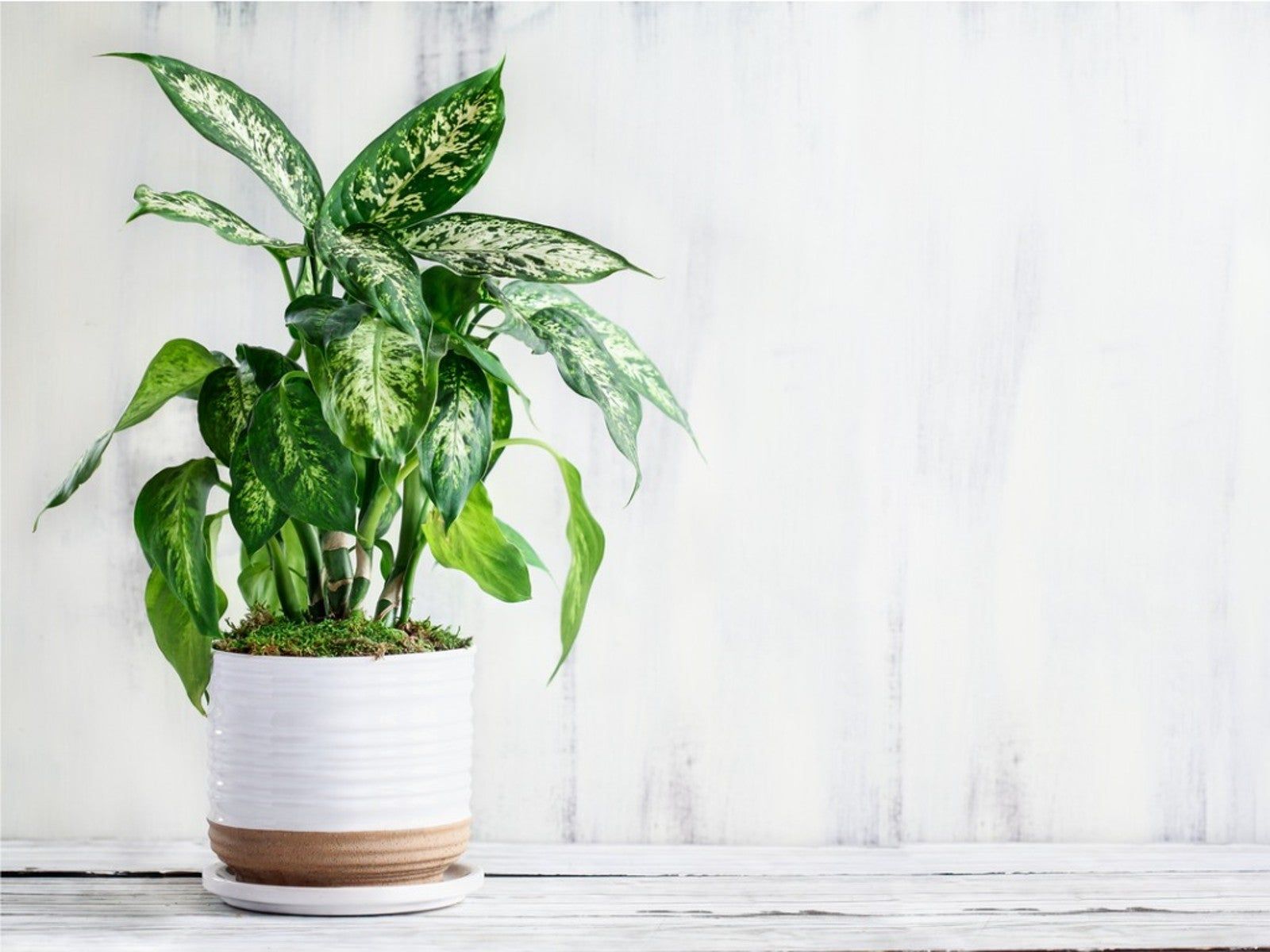 Dieffenbachia Houseplant: Growing And Care Of Dumbcane Plants | Gardening  Know How