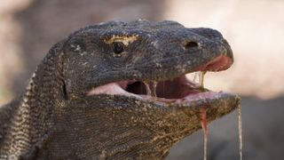 a komodo dragon up close with its mouth open and saliva dripping out