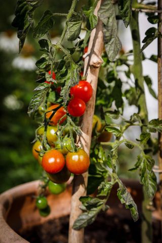Tomatoes growing in a pot
