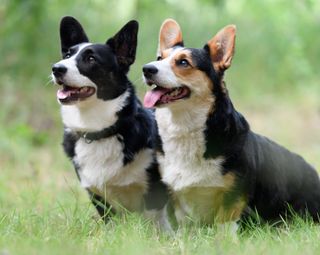 welsh cardigan corgis