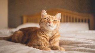 Ginger cat smiling on the bed