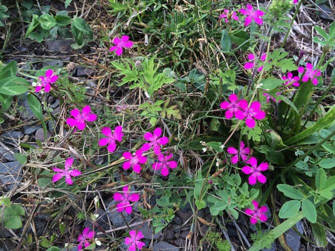 There are plenty of beautiful flowers in the meadows that fill the ski slopes at Windham