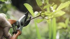 A gardener pruning a tree with pruning shears in spring