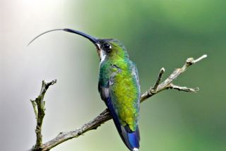 En juvenil han af en sortstrubet mangokolibri i Finca El Colibrí Gorriazul, Fusagasugá, Colombia. Uden brug af muskler eller nerver kan en kolibri#39;s tunge hurtigt udvide sig for at trække nektar ind fra en blomst.