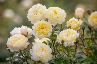 spring garden jobs: david austin yellow rose