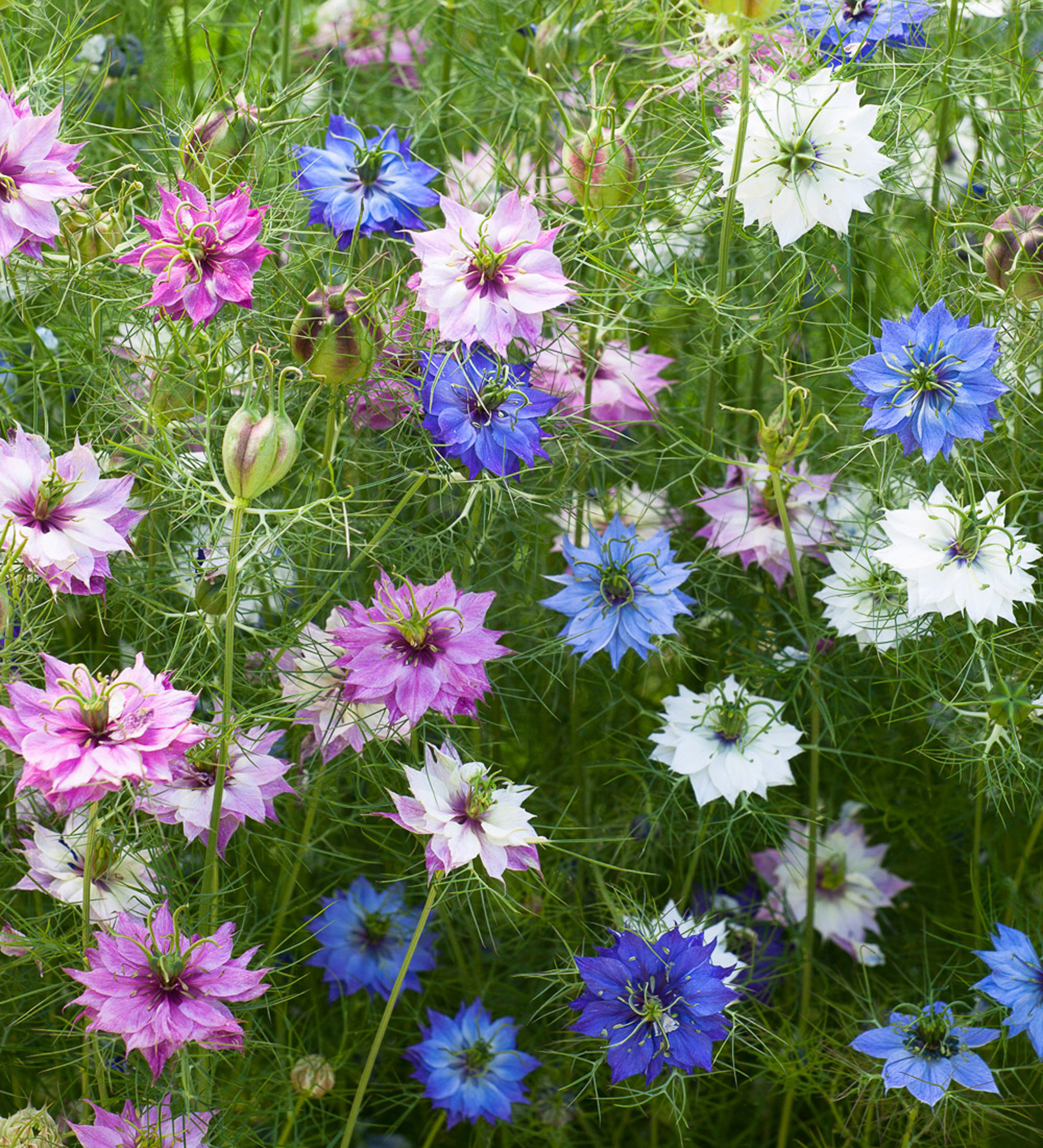 5 beautiful flowers you should sow in March you'll love these