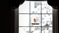 A red cardinal at a window bird feeder 