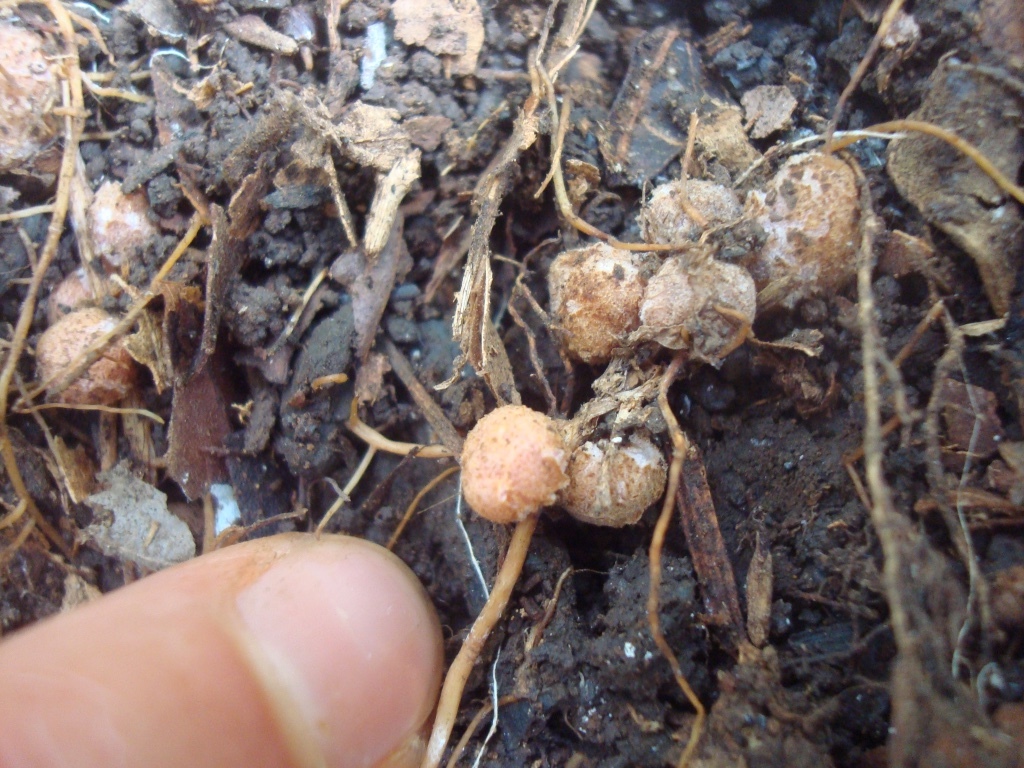 A root nodule on a legume tree where symbiotic bacteria fix nitrogen from the atmosphere into a form of nitrogen that the trees can use to grow.