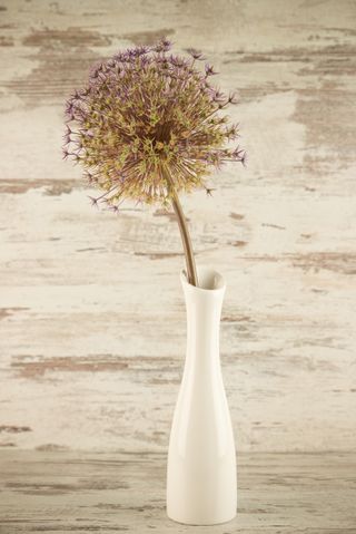 Allium in the Vase