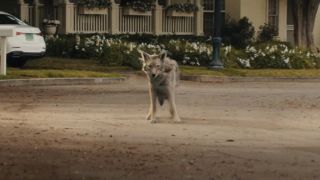 A coyote stands on a street in daytime in Agatha All Along