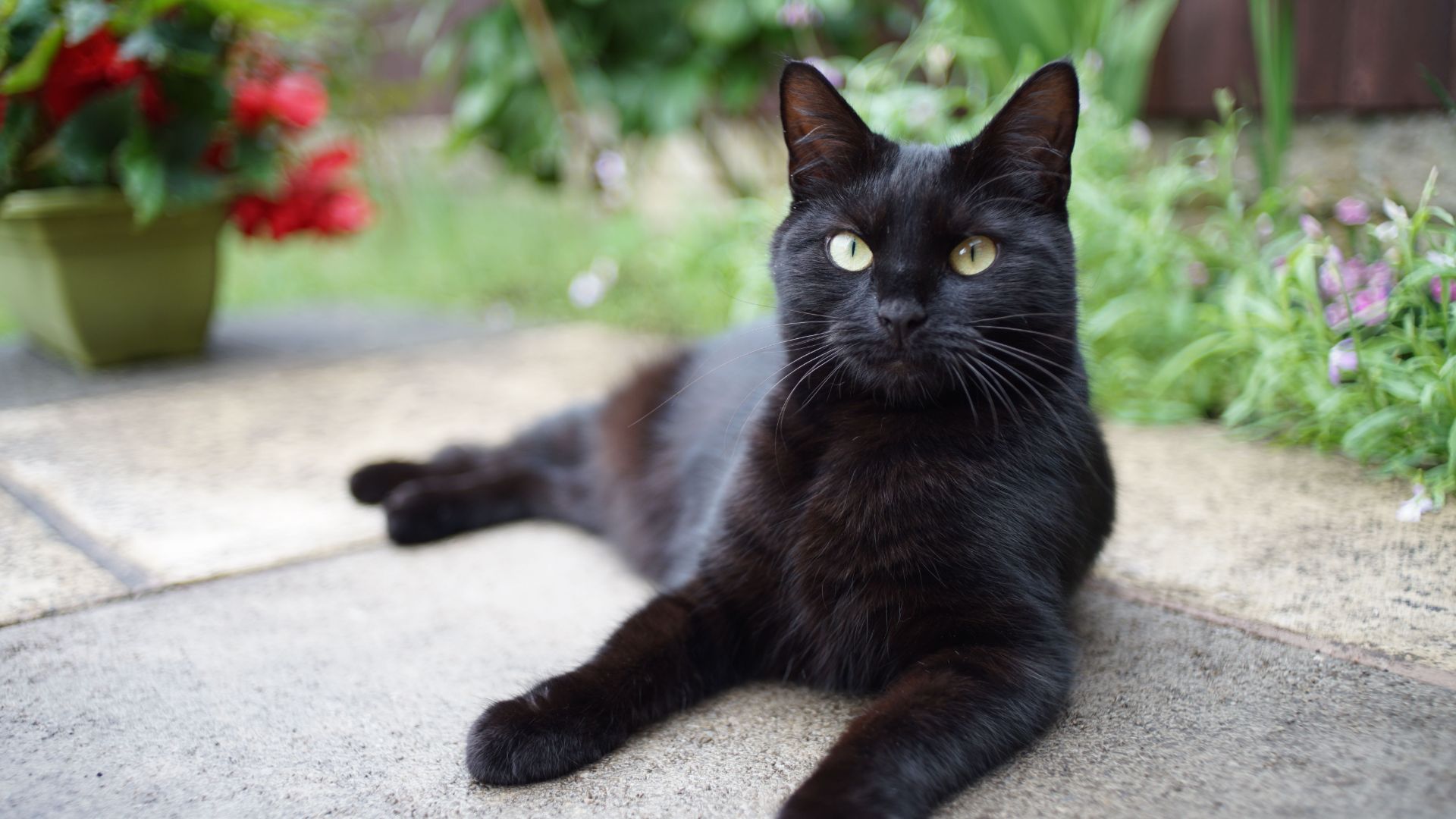 black cat lying on patio