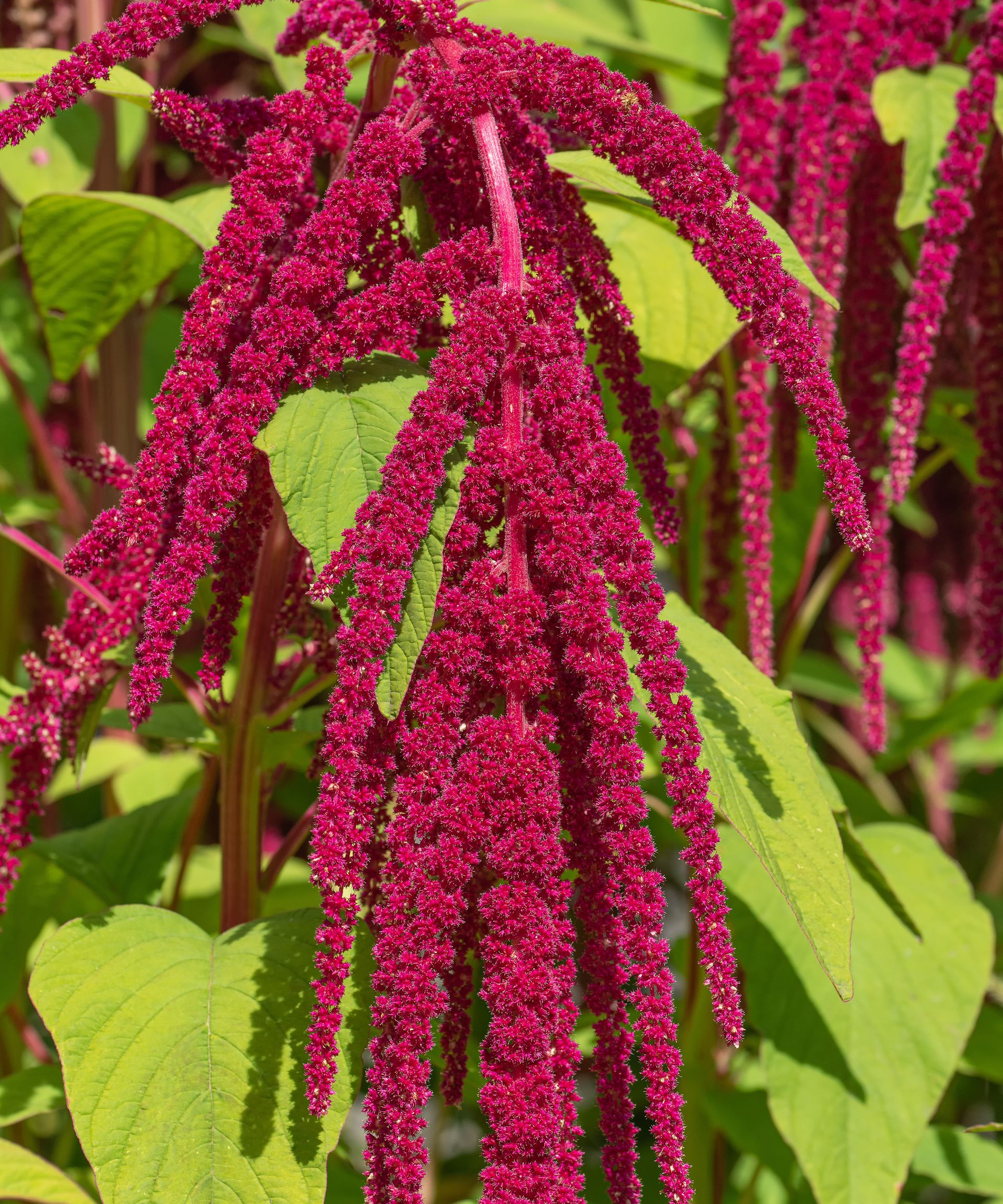 close up of Amaranthus 'love lies bleeding' plant