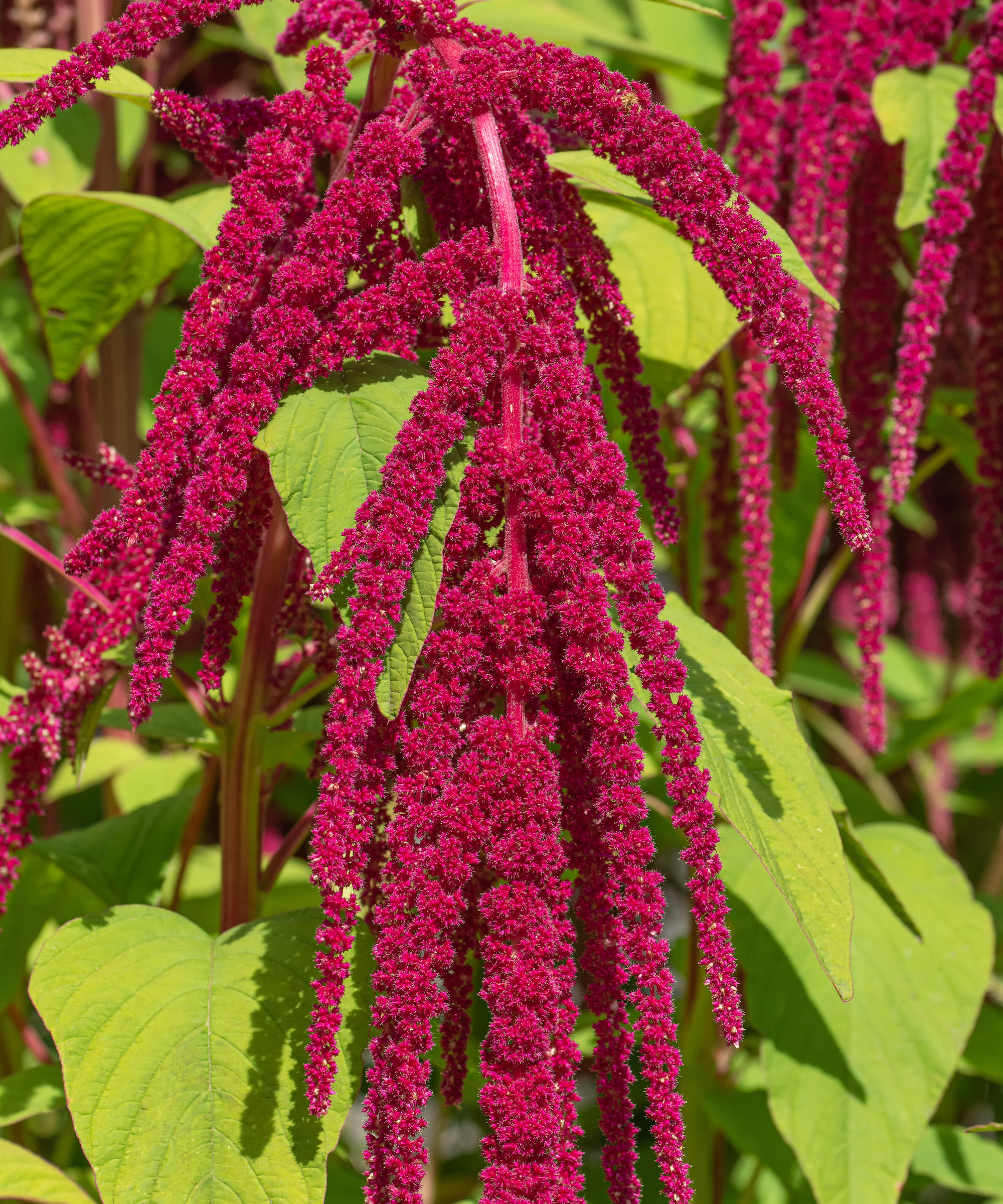 close up of Amaranthus 'love lies bleeding' plant