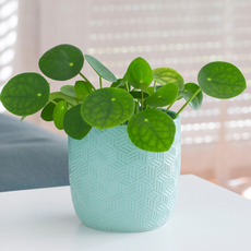 care for a Chinese money plant in a blue pot on a table with a blurry interior background 