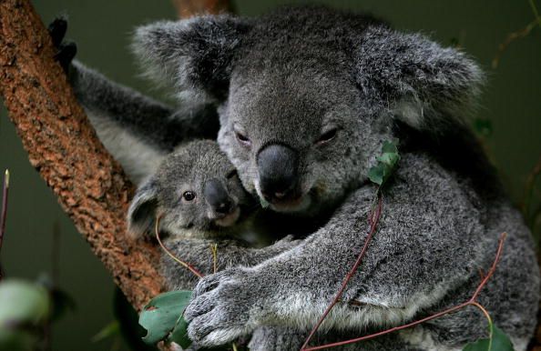 Koalas.